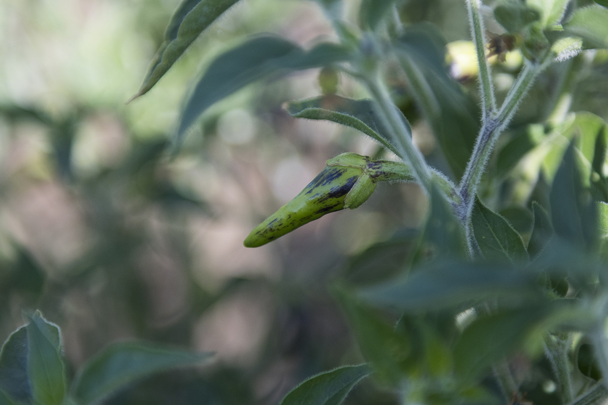 Pat will cross breed green bell peppers with these wild relatives to develop the desired traits.